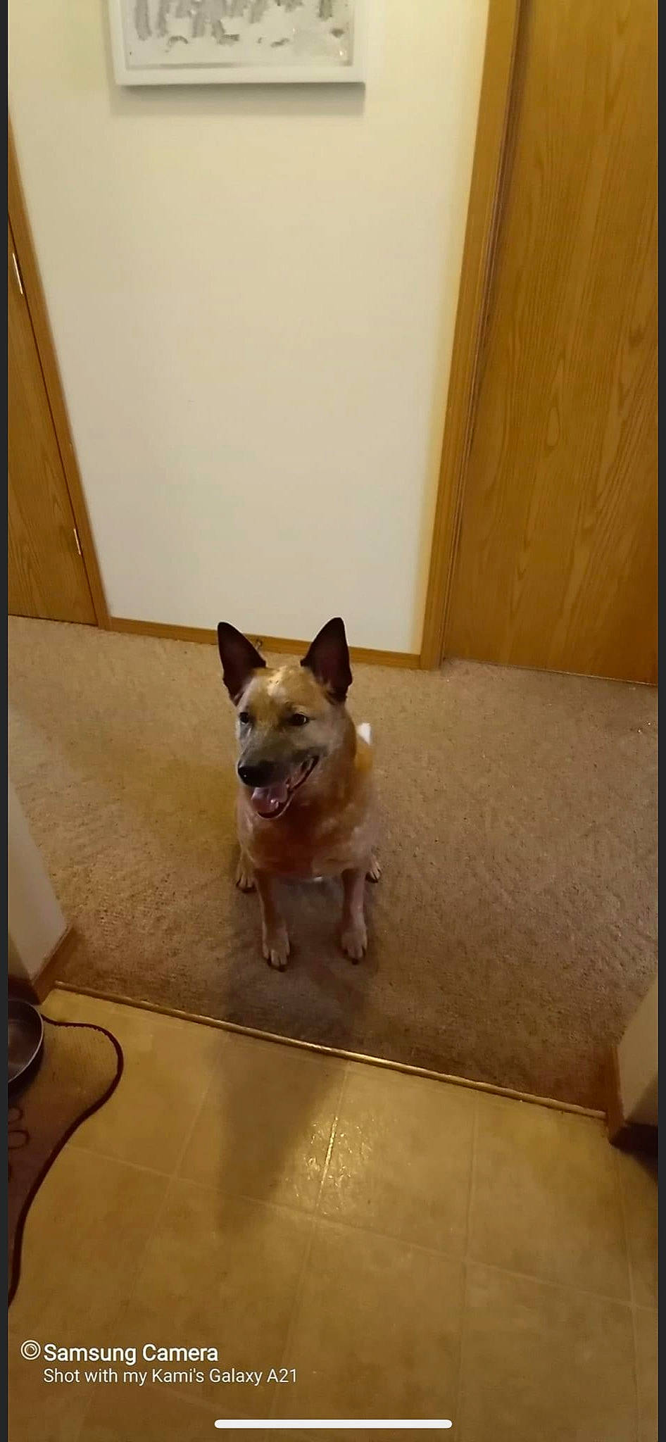 Micah joined the competition — help win amazing prizes! carnivore, chihuahua, companion_dog, dog, dog_breed, door, fawn, felidae, floor, flooring, hardwood, room, small_to_medium_sized_cats, snout, sporting_group, tail, toy_dog, whiskers, wood, working_animal