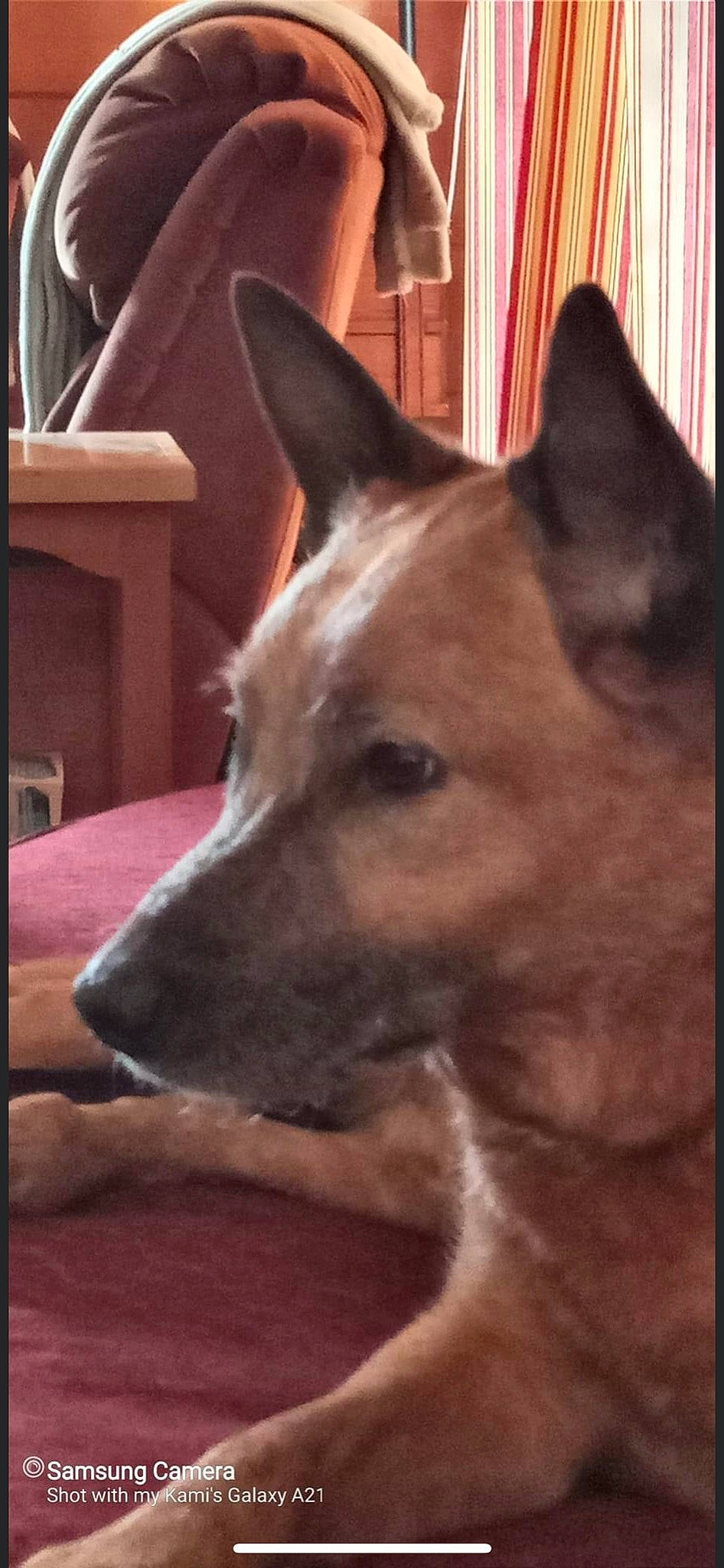 Micah is registered to the contest to win money with this photo: canidae, carnivore, companion_dog, curtain, dog, dog_breed, fawn, felidae, fur, non_sporting_group, puppy, small_to_medium_sized_cats, snout, sporting_group, square, tail, terrestrial_animal, whiskers, wood, working_animal