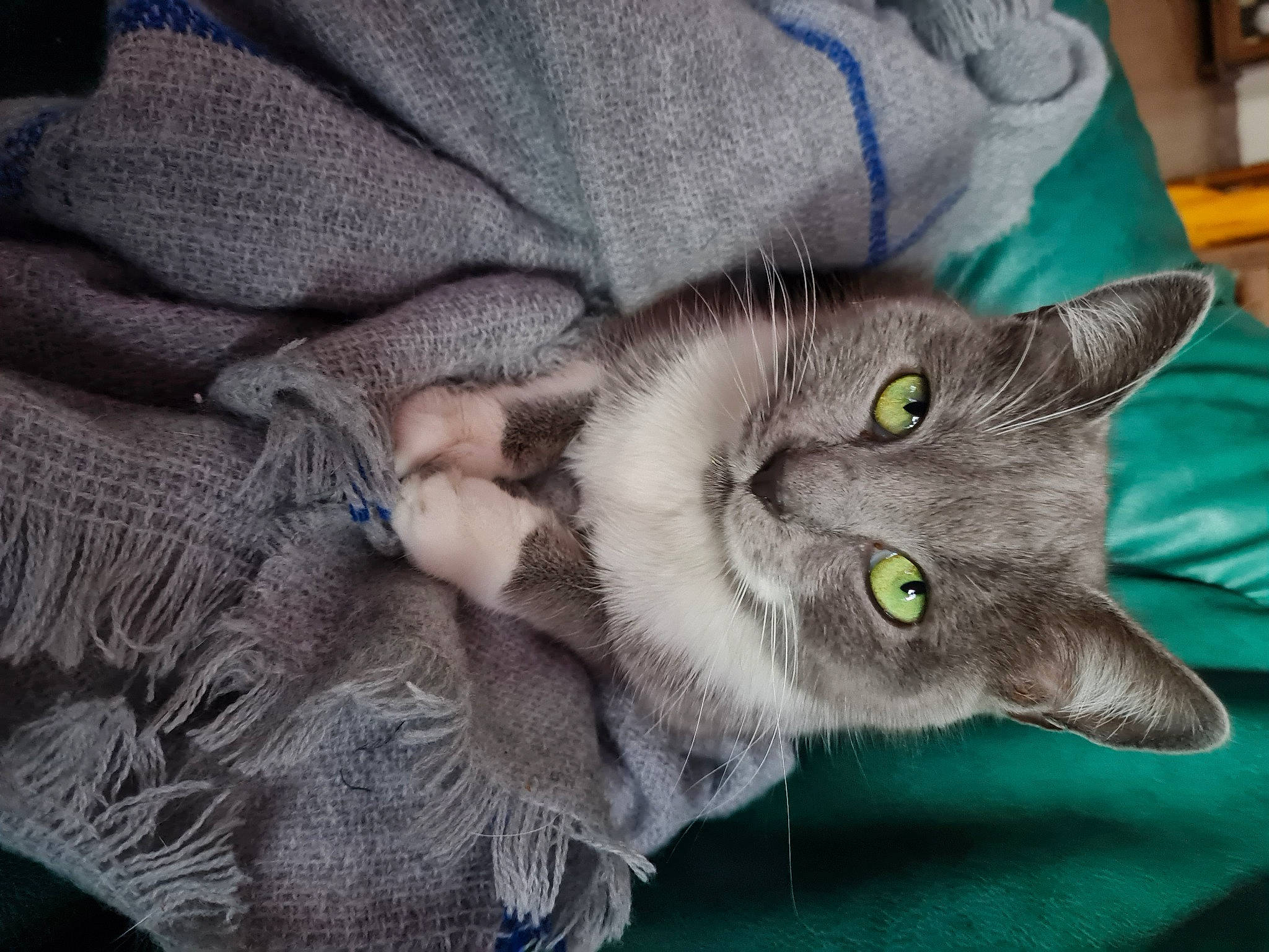 Fidji participe au concours pour gagner de l'argent avec cette photo : carnivore, cat, cat_toy, chartreux, claw, comfort, domestic_short_haired_cat, felidae, fur, grey, paw, small_to_medium_sized_cats, tail, whiskers