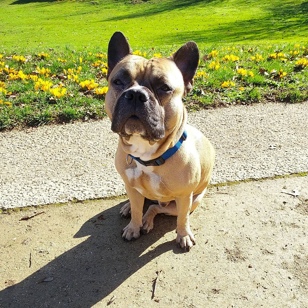 Néo participe au concours pour gagner de l'argent avec cette photo : asphalt, bulldog, carnivore, collar, companion_dog, dog, dog_breed, dog_collar, electric_blue, fawn, flower, french_bulldog, grass, groundcover, leash, plant, road_surface, snout, sporting_group, working_animal