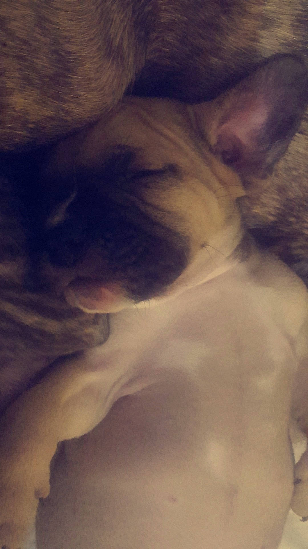 Néo participe au concours pour gagner de l'argent avec cette photo : canidae, carnivore, chest, companion_dog, darkness, dog, dog_breed, ear, fawn, felidae, flesh, fur, gesture, jaw, snout, tints_and_shades, toy_dog, trunk, whiskers, wrinkle