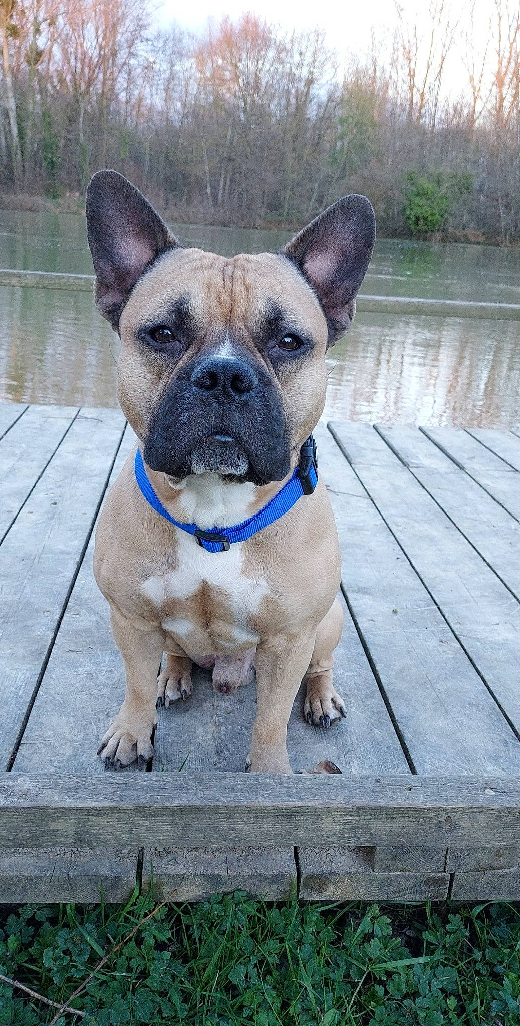 Néo a rejoint le concours — aidez-le/la à gagner de superbes lots ! bulldog, canidae, carnivore, collar, companion_dog, dog, dog_breed, dog_collar, electric_blue, eye, fawn, french_bulldog, molosser, snout, sporting_group, water, whiskers, wood, working_animal, wrinkle