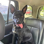 Tiny joined the competition — help win amazing prizes! animal, backseat, black_dog, blue_eye, brown_eye, canine, car_interior, car_seat, collar, daylight, dog, ears_up, happy, heterochromia, leash, pet, sitting, tongue_out, vehicle, window