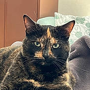 Rose a rejoint le concours — aidez-le/la à gagner de superbes lots ! animal, blanket, cat, closeup, comfortable, cozy, domestic, ears, feline, fur, green_eyes, home, indoor, pet, pillow, portrait, relaxed, resting, tortoiseshell_cat, whiskers