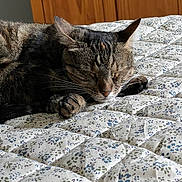 Ruby a rejoint le concours — aidez-le/la à gagner de superbes lots ! animal, bed, cat, closeup, cozy, cute, domestic, feline, floral_pattern, fur, indoor, paws, pet, quilt, relaxed, resting, sleeping, tabby, whiskers, wooden_background