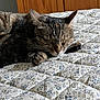 animal, bed, cat, closeup, cozy, cute, domestic, feline, floral_pattern, fur, indoor, paws, pet, quilt, relaxed, resting, sleeping, tabby, whiskers, wooden_background