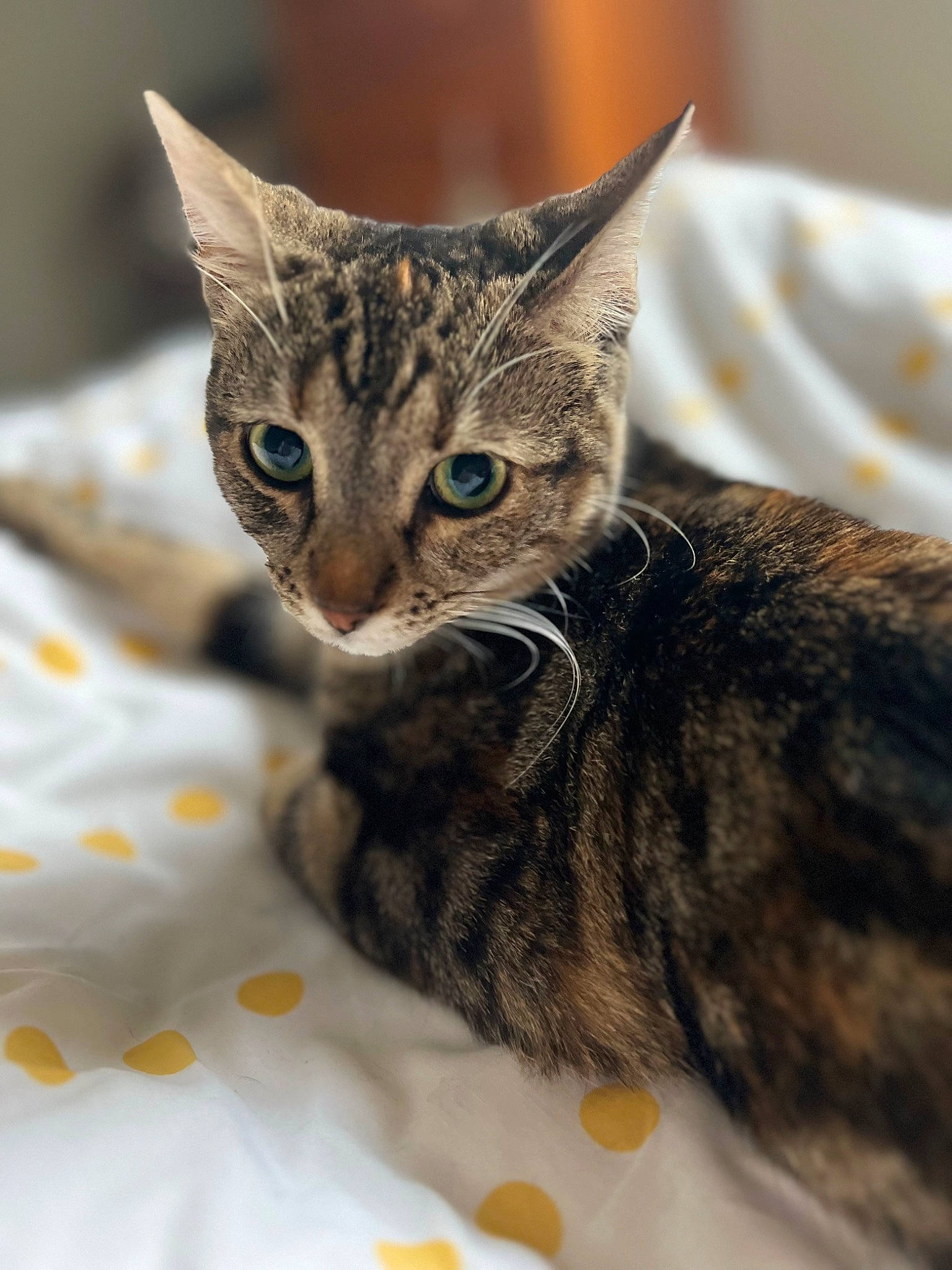 Ruby a rejoint le concours — aidez-le/la à gagner de superbes lots ! carnivore, cat, cat_supply, claw, domestic_short_haired_cat, felidae, fur, small_to_medium_sized_cats, snout, terrestrial_animal, whiskers, wildlife