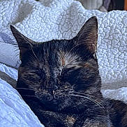 Lila a rejoint le concours — aidez-le/la à gagner de superbes lots ! cat, tortoiseshell_cat, sleeping, sleepy, close_up, portrait, fur, whiskers, ears, closed_eyes, pet, animal, blanket, bed, cozy, indoors, relaxed, resting, black_fur, brown_fur