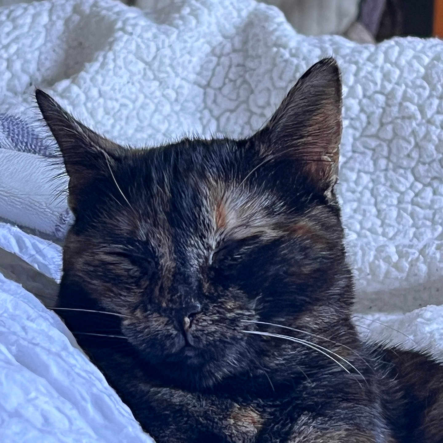 Lila