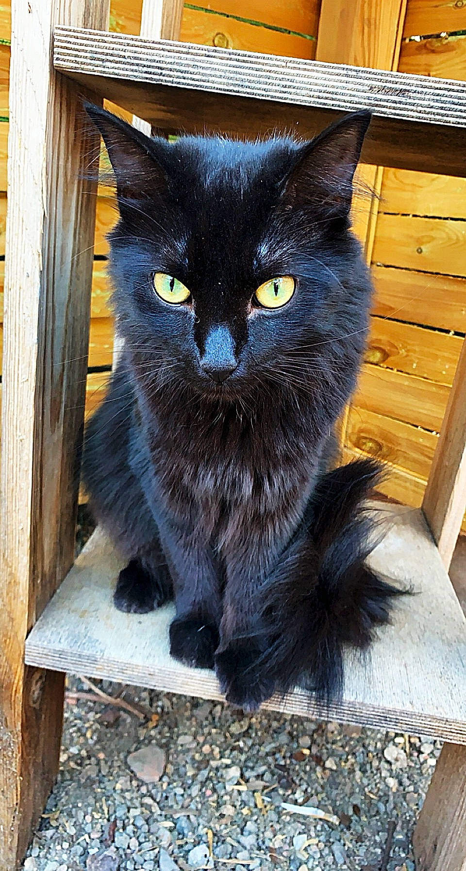 Locky a rejoint le concours — aidez-le/la à gagner de superbes lots ! black_cat, bombay, carnivore, cat, claw, domestic_short_haired_cat, door, electric_blue, felidae, fur, grey, hardwood, iris, small_to_medium_sized_cats, snout, tail, terrestrial_animal, whiskers, window, wood