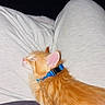 Monty is registered to the contest to win money with this photo: animal, bed, blanket, blue_collar, cat, close_up, collar, cozy, feline, fur, home, indoors, kitten, nap, orange_cat, pet, relaxed, resting, sleeping, sleepy