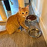 animal, cat, cat_tree, ears, feline, floor, food_bowl, home, indoors, kitten, orange_cat, pet, pet_food, portrait, scratching_post, sitting, tabby, water_bowl, whiskers, wood_floor