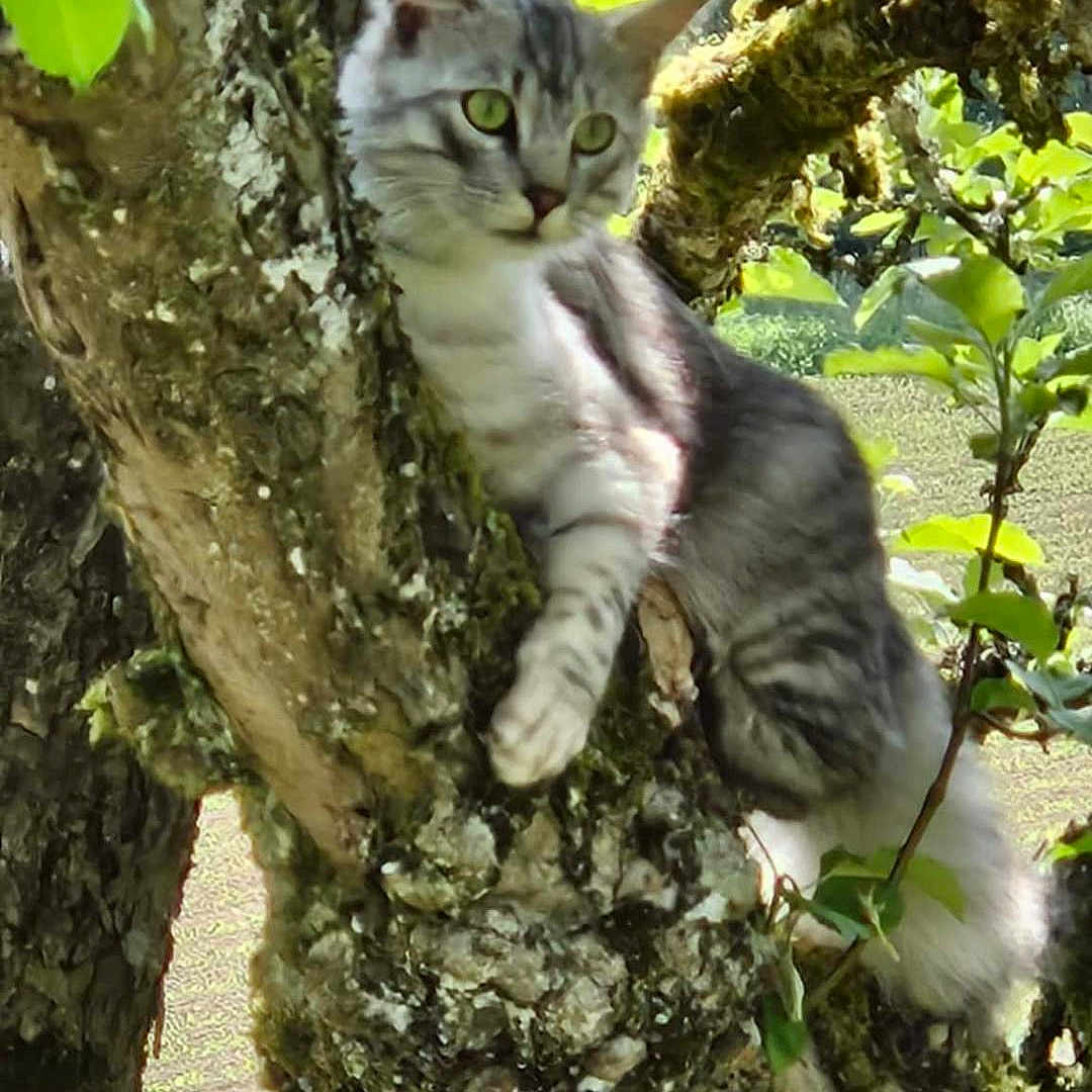 Mylo participe au concours pour gagner de l'argent avec cette photo : animal, branch, cat, closeup, daylight, feline, fur, gray_cat, green_leaves, mammal, moss, nature, outdoor, pet, relaxed, sunlight, tabby, tree, wildlife, wood