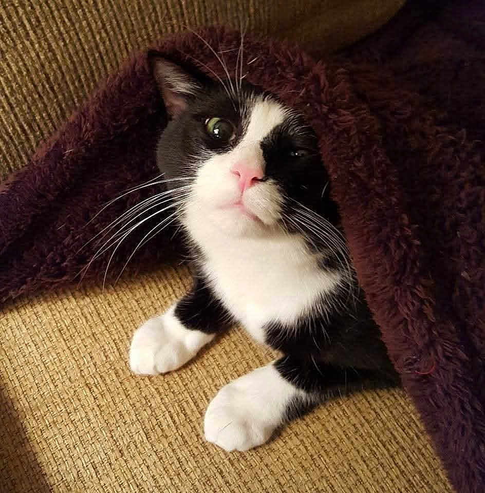 Tayler joined the competition — help win amazing prizes! black_and_white, blanket, cat, close_up, couch, cozy, curious, fur, fuzzy, home, indoor, looking_up, paws, pet, pink_nose, portrait, resting, sofa, tuxedo_cat, whiskers
