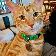 Tigger is registered to the contest to win money with this photo: cat, chair, closeup, collar, cute, ears, feline, fur, furniture, golden_eyes, green_collar, indoor, living_room, orange_tabby, pet, portrait, shelf, tabby, tag, whiskers