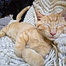 animal, black_cat, blanket, cat, comfort, cozy, cute, domestic, fur, home, indoor, kitten, nap, orange_cat, pet, relaxation, resting, sleeping, soft, texture
