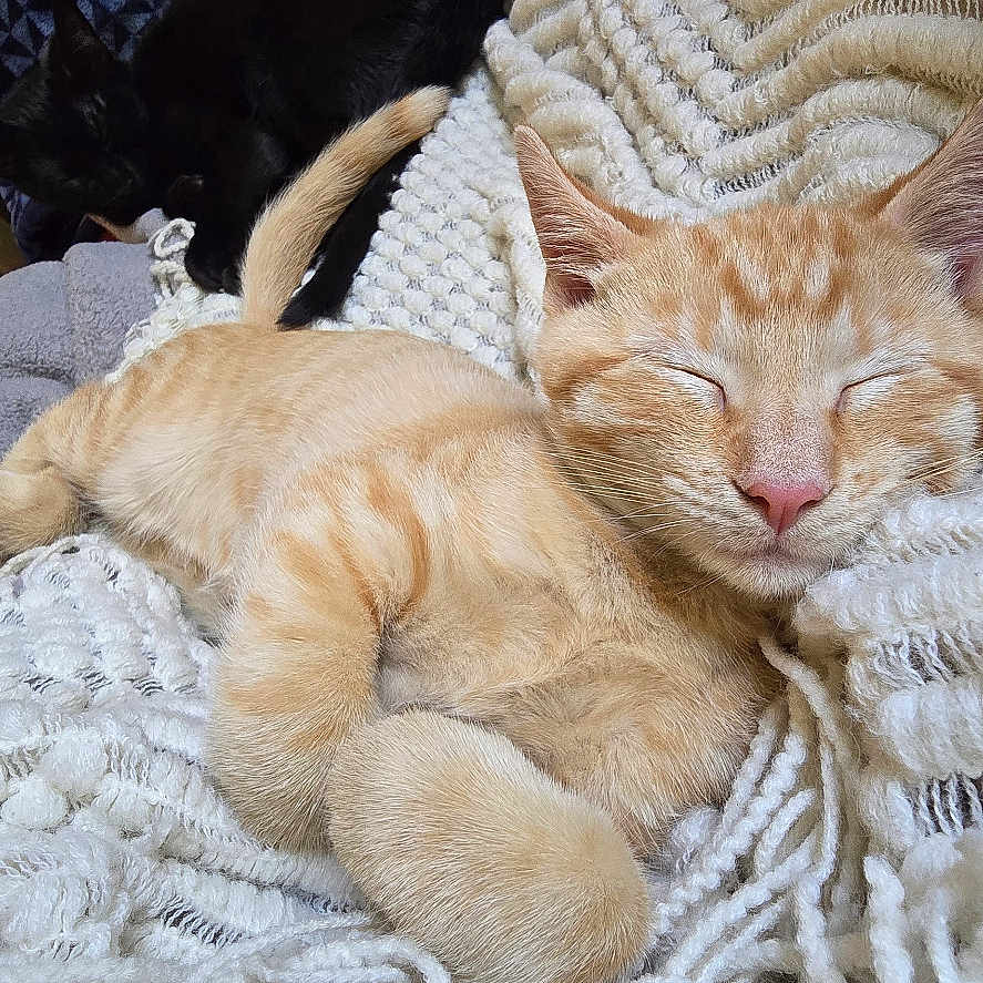 Ginger