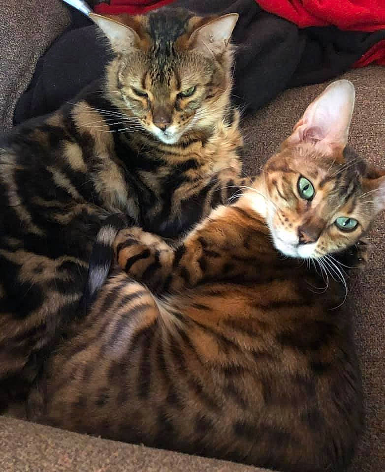 Heidi And Olive is registered to the contest to win money with this photo: american_shorthair, arabian_mau, asian, bengal, california_spangled, carnivore, cat, domestic_short_haired_cat, dragon_li, european_shorthair, felidae, kitten, mammal, ocicat, pixie_bob, small_to_medium_sized_cats, tabby_cat, toyger, vertebrate, whiskers