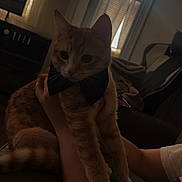 Kiko is registered to the contest to win money with this photo: animal, arm, blinds, bow_tie, cat, couch, cozy, cute, domestic_cat, furniture, indoor, living_room, orange_tabby, person, pet, relaxing, sunlight, tail, whiskers, window
