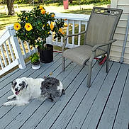 Misterb is registered to the contest to win money with this photo: dog, porch, chair, flower_pot, hibiscus, yellow_flower, wooden_floor, outdoor, pet, plant, greenery, sunlight, fence, relaxing, smiling_dog, summer, nature, backyard, daylight, leaves