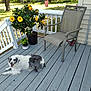dog, porch, chair, flower_pot, hibiscus, yellow_flower, wooden_floor, outdoor, pet, plant, greenery, sunlight, fence, relaxing, smiling_dog, summer, nature, backyard, daylight, leaves