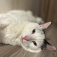 Pompon participe au concours pour gagner de l'argent avec cette photo : cat, white_cat, black_spots, pet, animal, feline, lying_down, relaxed, indoor, floor, wooden_floor, close_up, whiskers, pink_nose, ears, fur, portrait, cute, calm, sleepy