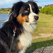 Ary participe au concours pour gagner de l'argent avec cette photo : dog, tricolor, blue_eyes, leash, outdoor, grass, sky, clouds, stone, pet, animal, canine, nature, portrait, side_view, fur, ears, snout, daylight, calm