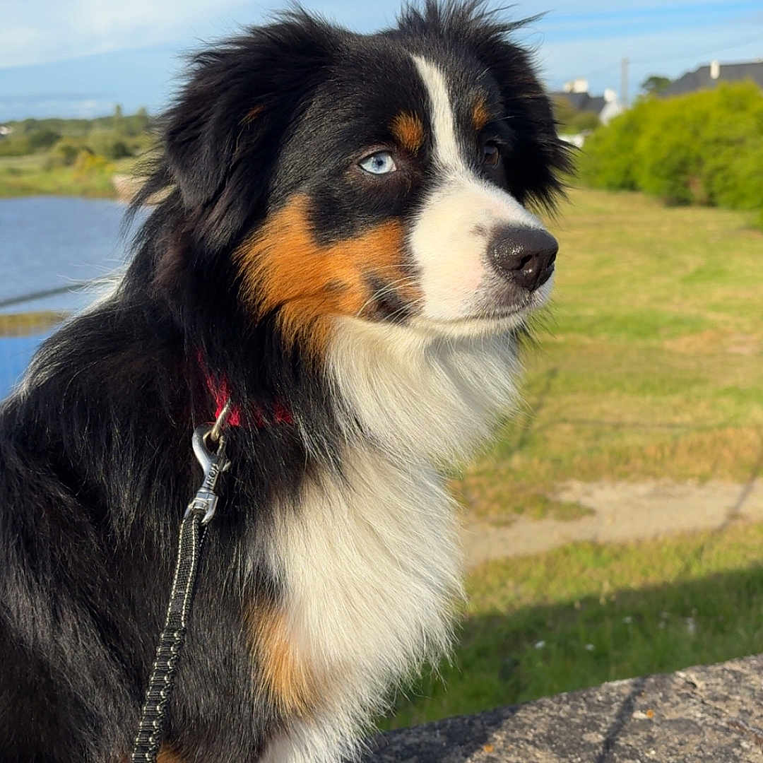Ary participe au concours pour gagner de l'argent avec cette photo : dog, tricolor, blue_eyes, leash, outdoor, grass, sky, clouds, stone, pet, animal, canine, nature, portrait, side_view, fur, ears, snout, daylight, calm