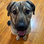 animal, black_nose, brown, canine, close_up, companion, cute, dog, domestic, ears, friendly, fur, happy, indoor, looking_up, mammal, paws, pet, tongue_out, wooden_floor