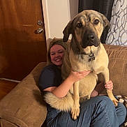 Groot joined the competition — help win amazing prizes! brown, canine, casual_clothing, collar, couch, curtains, dog, door, furniture, happy, hugging, indoor, jeans, living_room, person, pet, smiling, socks, tail, wood_floor