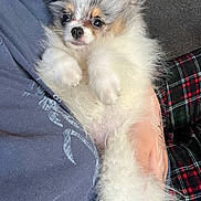 Coconut joined the competition — help win amazing prizes! dog, puppy, pomeranian, fluffy, white_fur, gray_fur, pet, cute, small_dog, person, holding, arms, clothing, plaid_pants, indoor, carpet, cozy, closeup, fur, wide_eyes