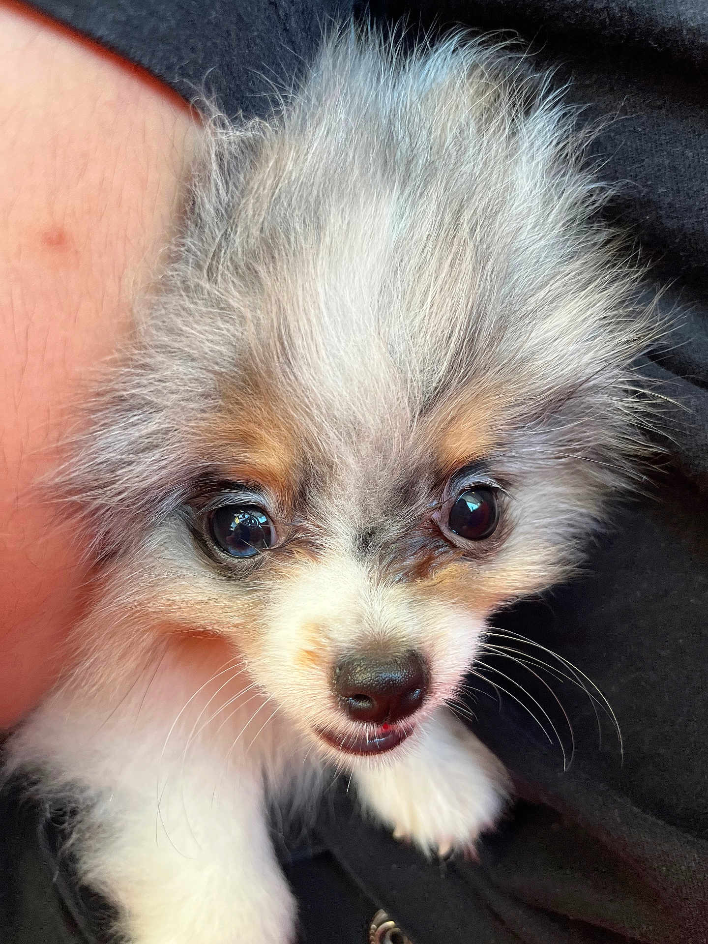 Coconut is registered to the contest to win money with this photo: puppy, dog, close_up, fluffy, cute, whiskers, black_shirt, person_arm, pet, young_animal, friendly, fur, nose, eyes, small, adorable, companion, animal, domestic, face