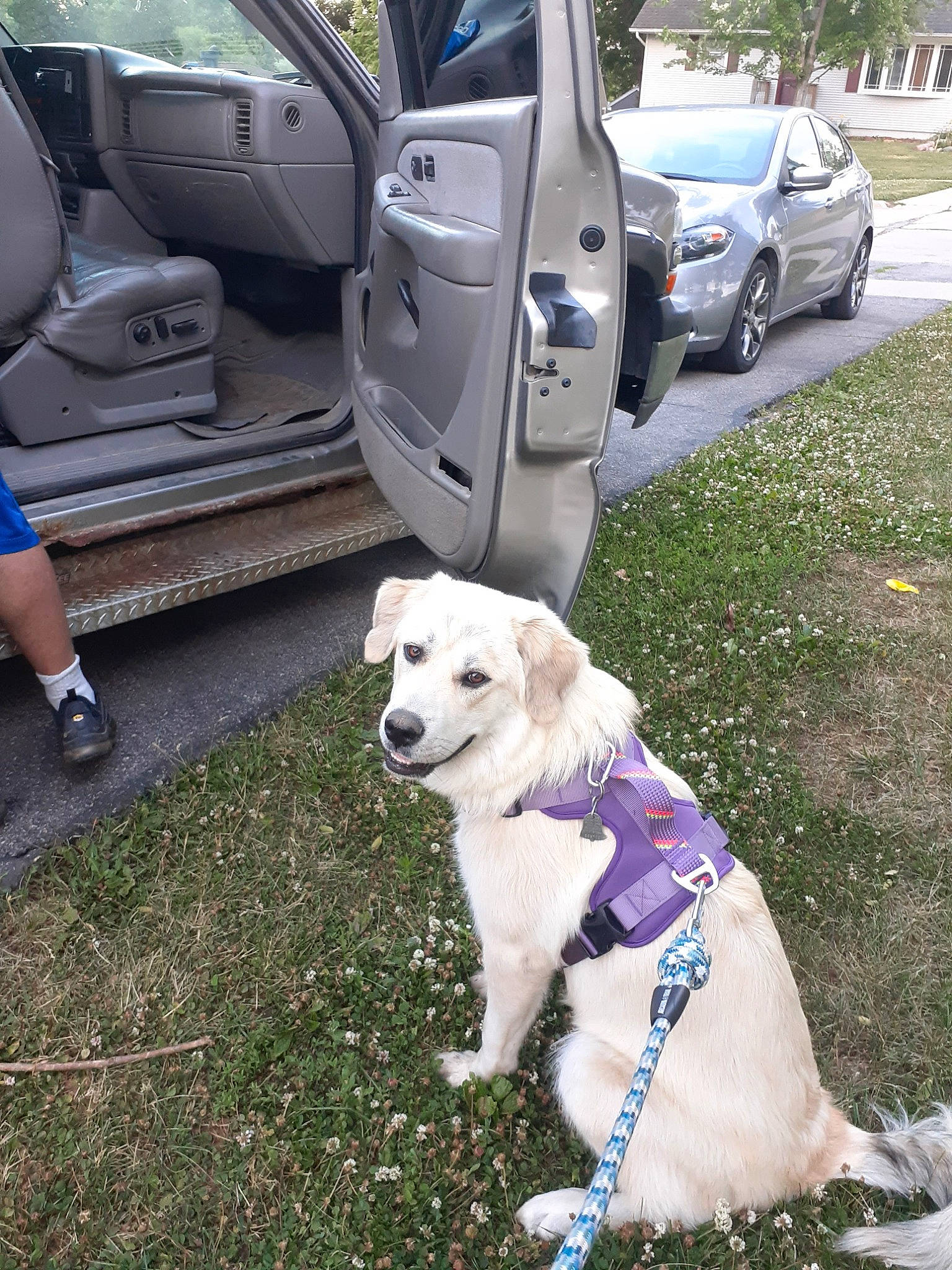 Grizzly joined the competition — help win amazing prizes! automotive_exterior, bumper, car, carnivore, collar, companion_dog, dog, dog_breed, dog_collar, fawn, grass, land_vehicle, motor_vehicle, pet_supply, plant, shorts, tire, vehicle, vehicle_door, wheel