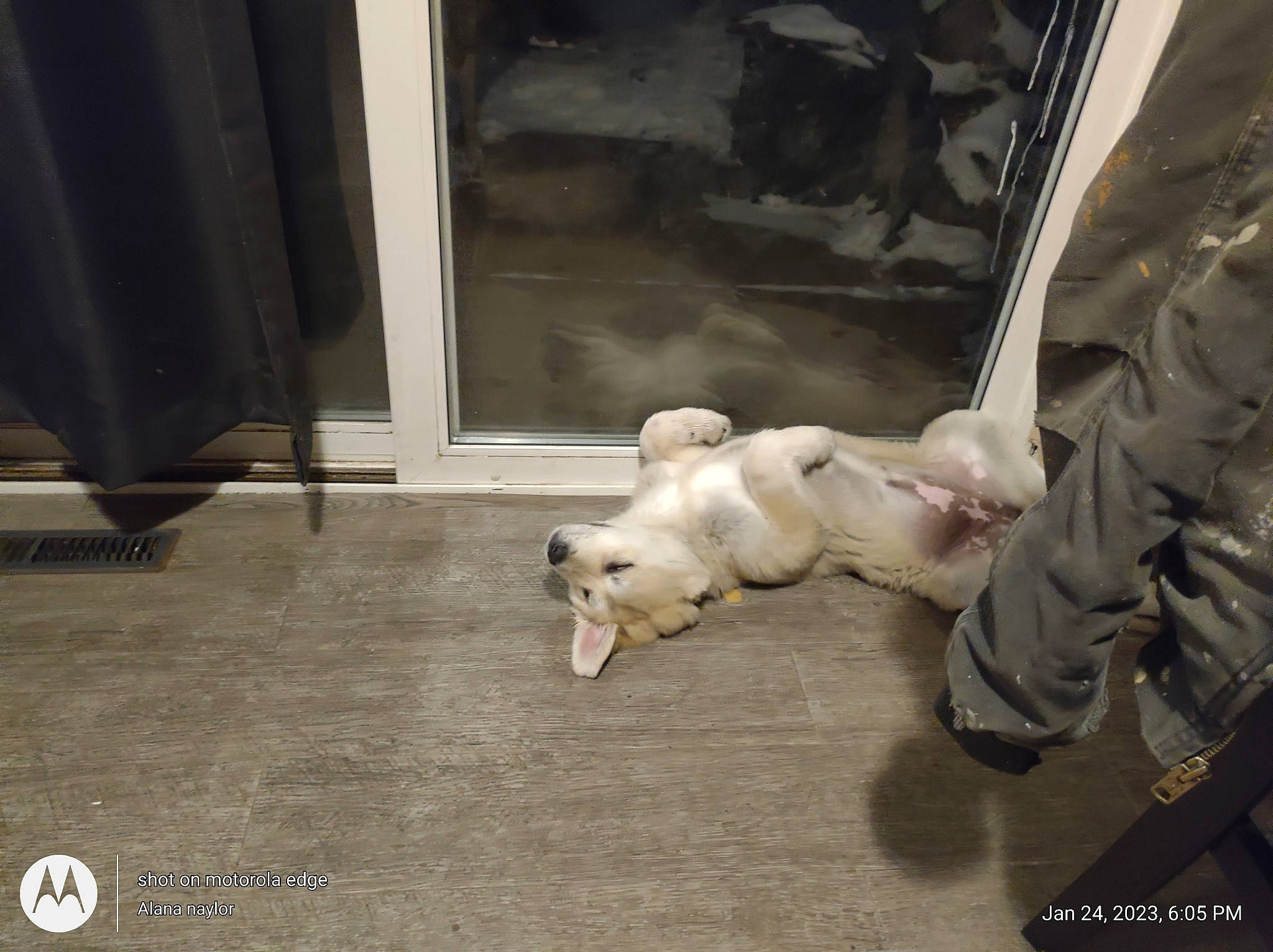 Grizzly is registered to the contest to win money with this photo: canidae, carnivore, companion_dog, dog, dog_breed, door, fawn, felidae, flooring, foot, fur, hardwood, paw, small_to_medium_sized_cats, sporting_group, street_dog, tail, toy_dog, whiskers, wood