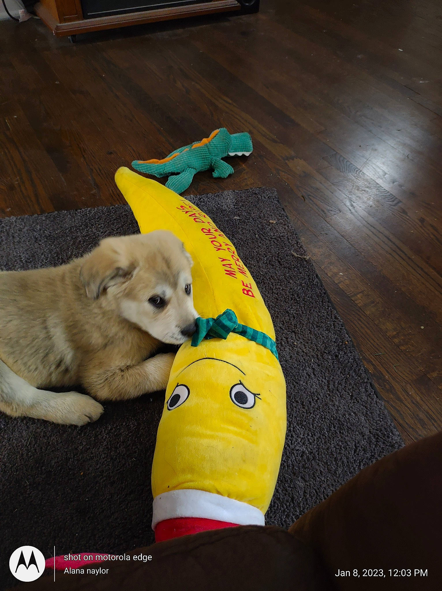 Grizzly joined the competition — help win amazing prizes! carnivore, companion_dog, dog, dog_breed, dog_supply, fawn, flooring, fur, hardwood, laminate_flooring, pet_supply, snout, sporting_group, tail, varnish, wood, wood_flooring, wood_stain, working_animal, yellow