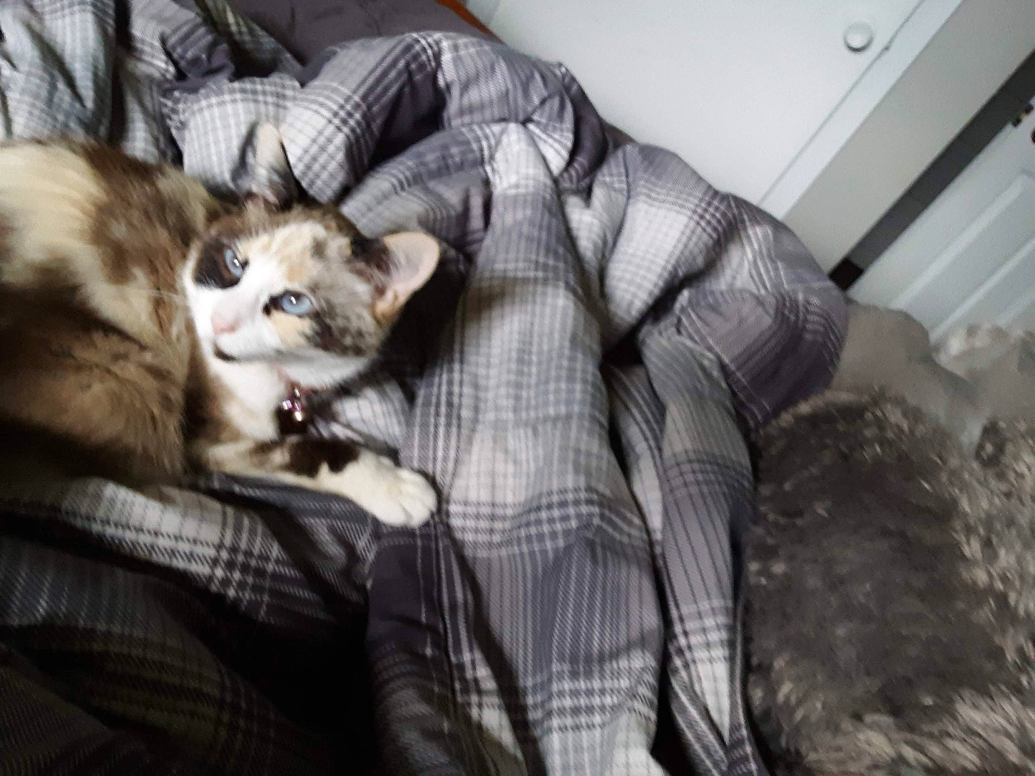 Zip is registered to the contest to win money with this photo: canidae, carnivore, cat, comfort, companion_dog, couch, dog_breed, domestic_short_haired_cat, fawn, felidae, fur, grey, linens, plaid, sitting, small_to_medium_sized_cats, sporting_group, tail, whiskers, wood