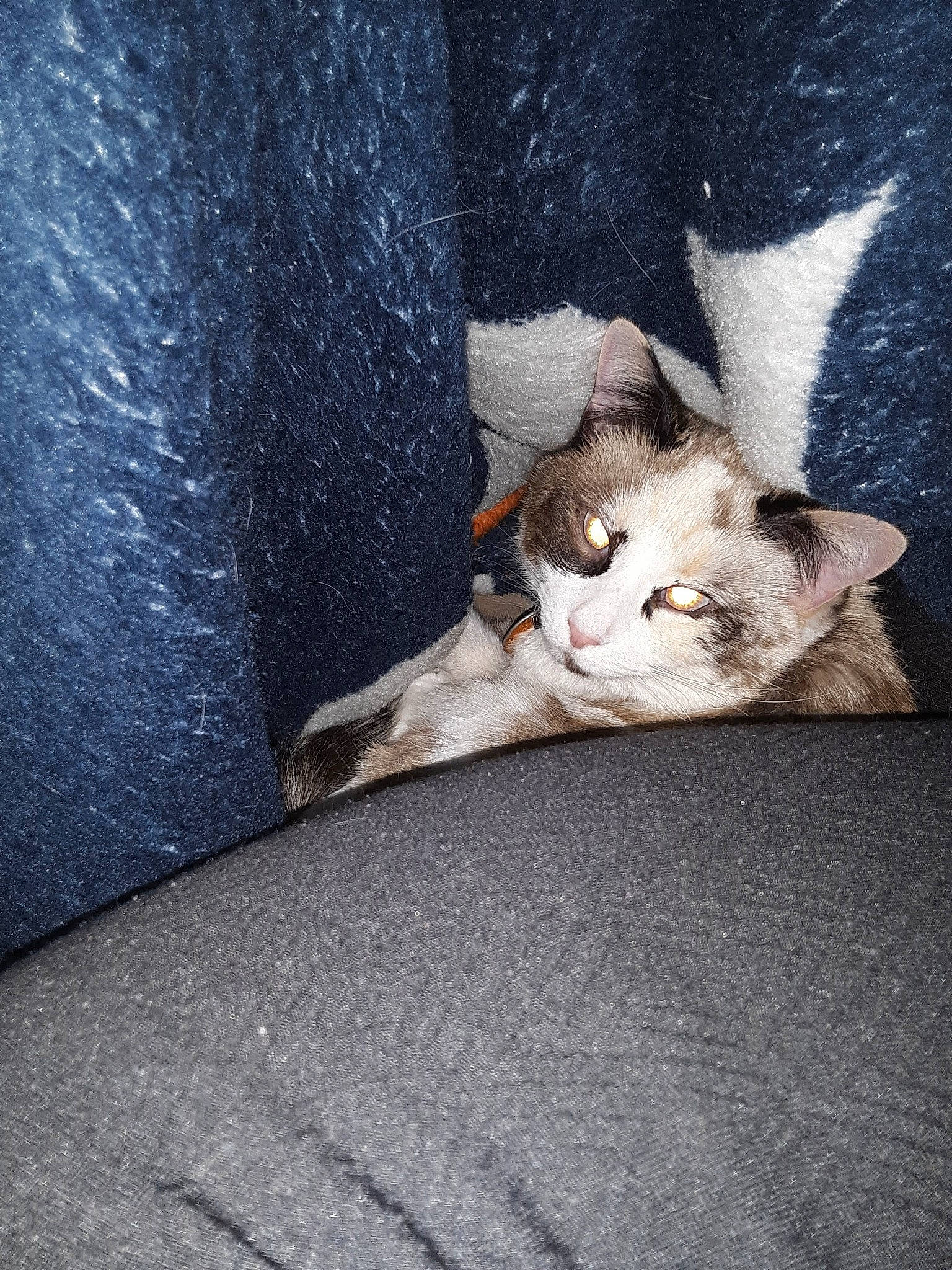 Zip is registered to the contest to win money with this photo: asphalt, carnivore, cat, comfort, domestic_short_haired_cat, eye, fawn, felidae, fur, grey, human_leg, leg, paw, road_surface, sitting, small_to_medium_sized_cats, snout, tail, whiskers, wood