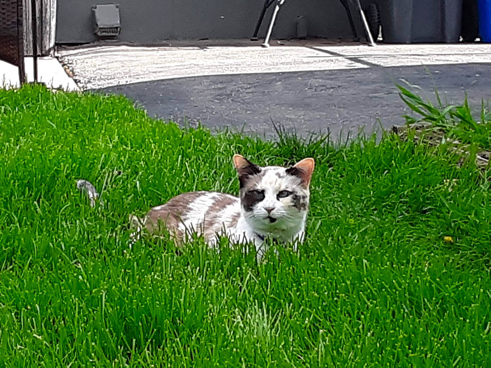 Zip is registered to the contest to win money with this photo: art, carnivore, cat, dog_breed, domestic_short_haired_cat, felidae, fur, garden, grass, grassland, groundcover, herbaceous_plant, plant, shrub, small_to_medium_sized_cats, snout, tail, terrestrial_animal, whiskers, wildlife