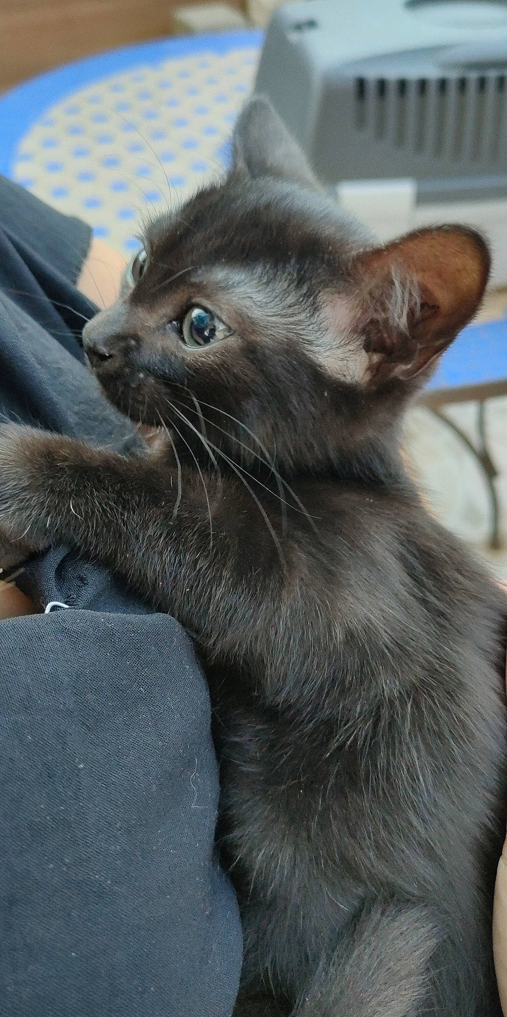 Pampam participe au concours pour gagner de l'argent avec cette photo : black_cat, bombay, carnivore, cat, chartreux, claw, comfort, domestic_short_haired_cat, ear, fawn, felidae, fur, grey, havana_brown, paw, small_to_medium_sized_cats, snout, tail, terrestrial_animal, whiskers