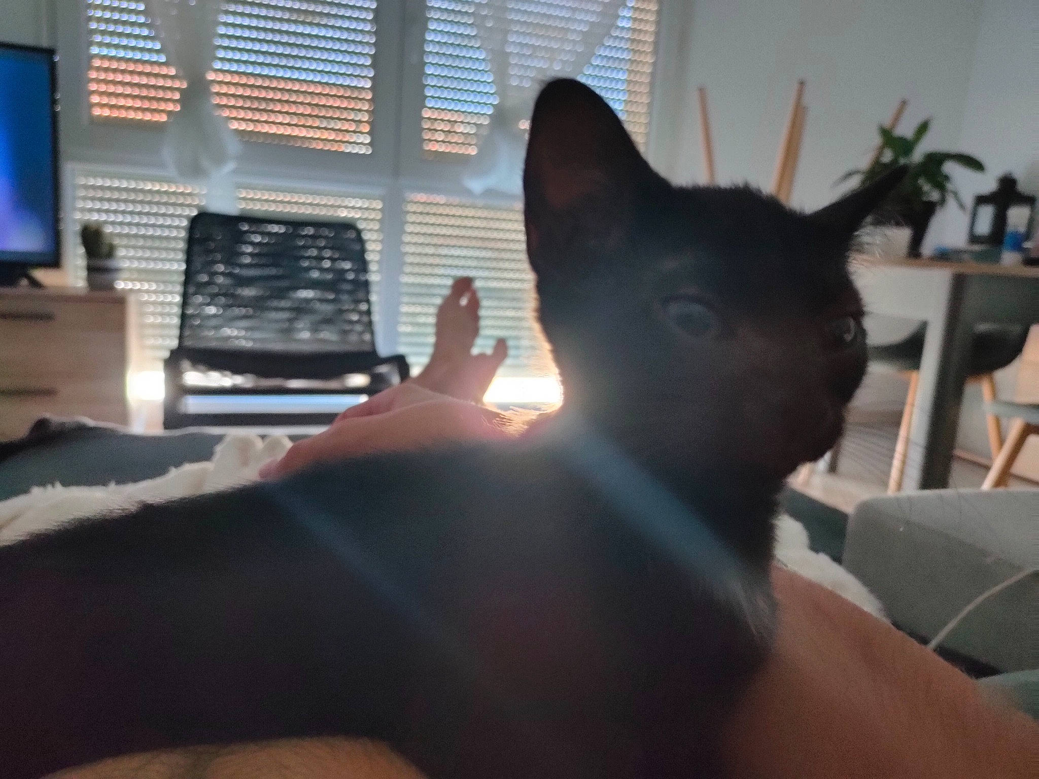 Pampam a rejoint le concours — aidez-le/la à gagner de superbes lots ! audio_equipment, carnivore, cat, comfort, curtain, domestic_short_haired_cat, ear, fawn, felidae, fur, gesture, mammal, room, small_to_medium_sized_cats, snout, tail, whiskers, window, window_blind, window_covering