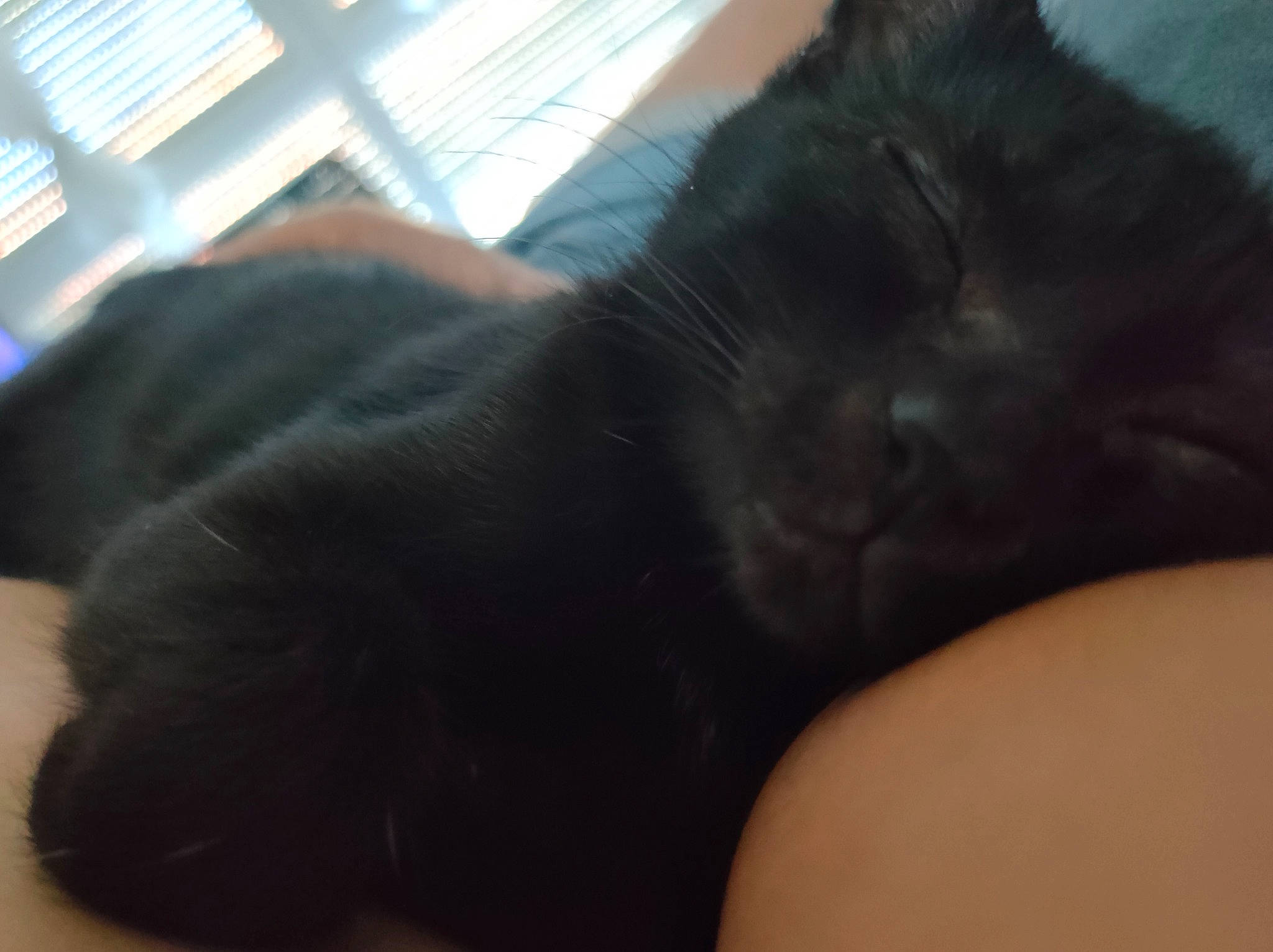 Pampam participe au concours pour gagner de l'argent avec cette photo : black_cat, carnivore, cat, claw, comfort, dog_breed, domestic_short_haired_cat, ear, felidae, foot, fur, gesture, human_leg, nap, paw, small_to_medium_sized_cats, snout, tail, terrestrial_animal, whiskers