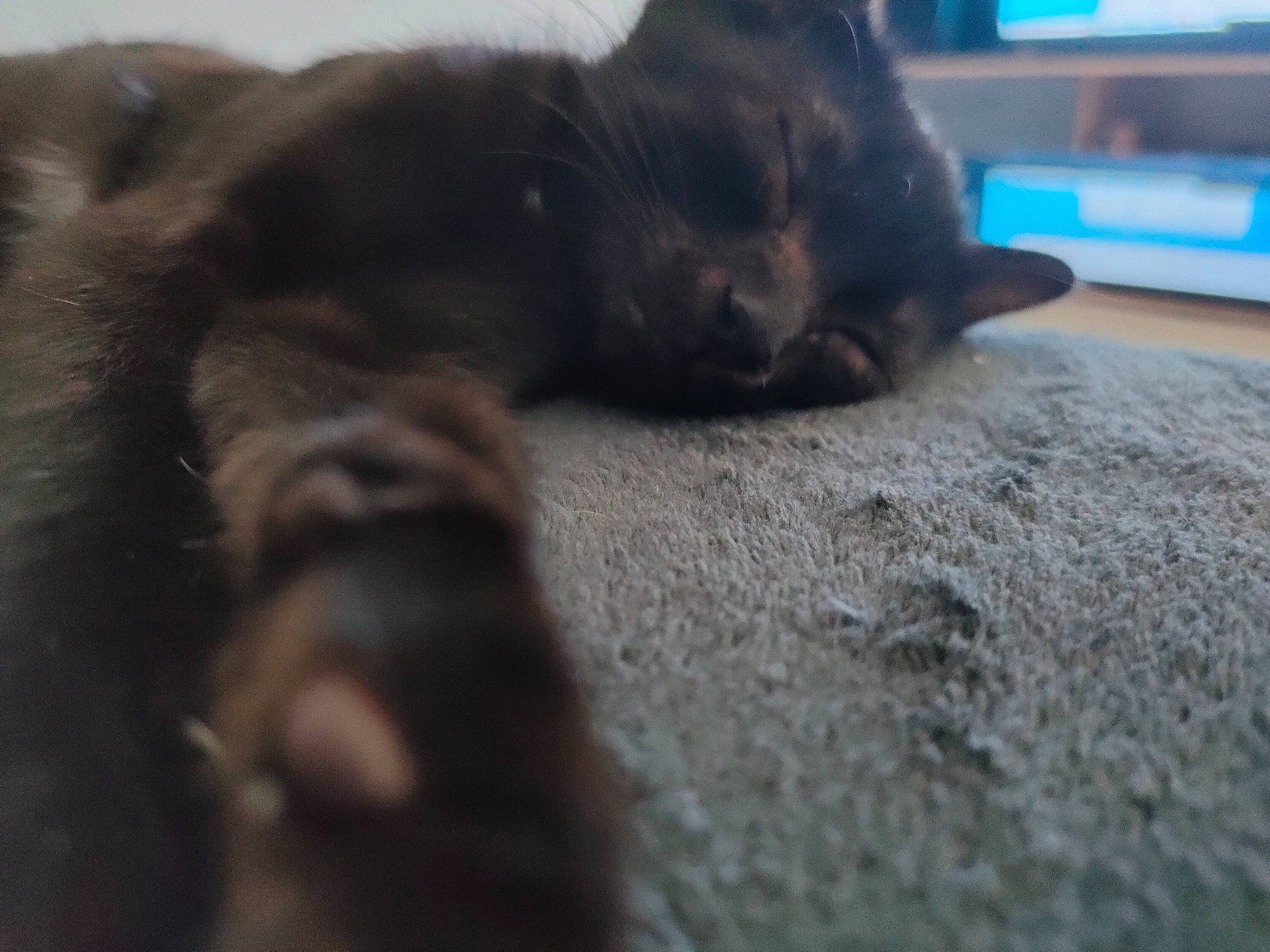 Pampam a rejoint le concours — aidez-le/la à gagner de superbes lots ! black_cat, bombay, canidae, carnivore, cat, claw, comfort, computer_keyboard, dog_breed, domestic_short_haired_cat, felidae, flooring, fur, grey, paw, small_to_medium_sized_cats, snout, tail, terrestrial_animal, whiskers