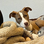 Lillie is registered to the contest to win money with this photo: dog, canine, pet, blanket, fur, relaxed, indoors, cozy, brown, white, paw, ears, cute, lying_down, comfort, animal, portrait, looking, home, resting