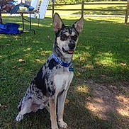 Bene is registered to the contest to win money with this photo: dog, outdoor, grass, sunlight, fence, table, door, pet, animal, collar, ears, tongue, sitting, shadow, nature, daylight, blue_collar, mixed_breed, playful, backyard