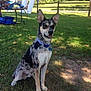 dog, outdoor, grass, sunlight, fence, table, door, pet, animal, collar, ears, tongue, sitting, shadow, nature, daylight, blue_collar, mixed_breed, playful, backyard
