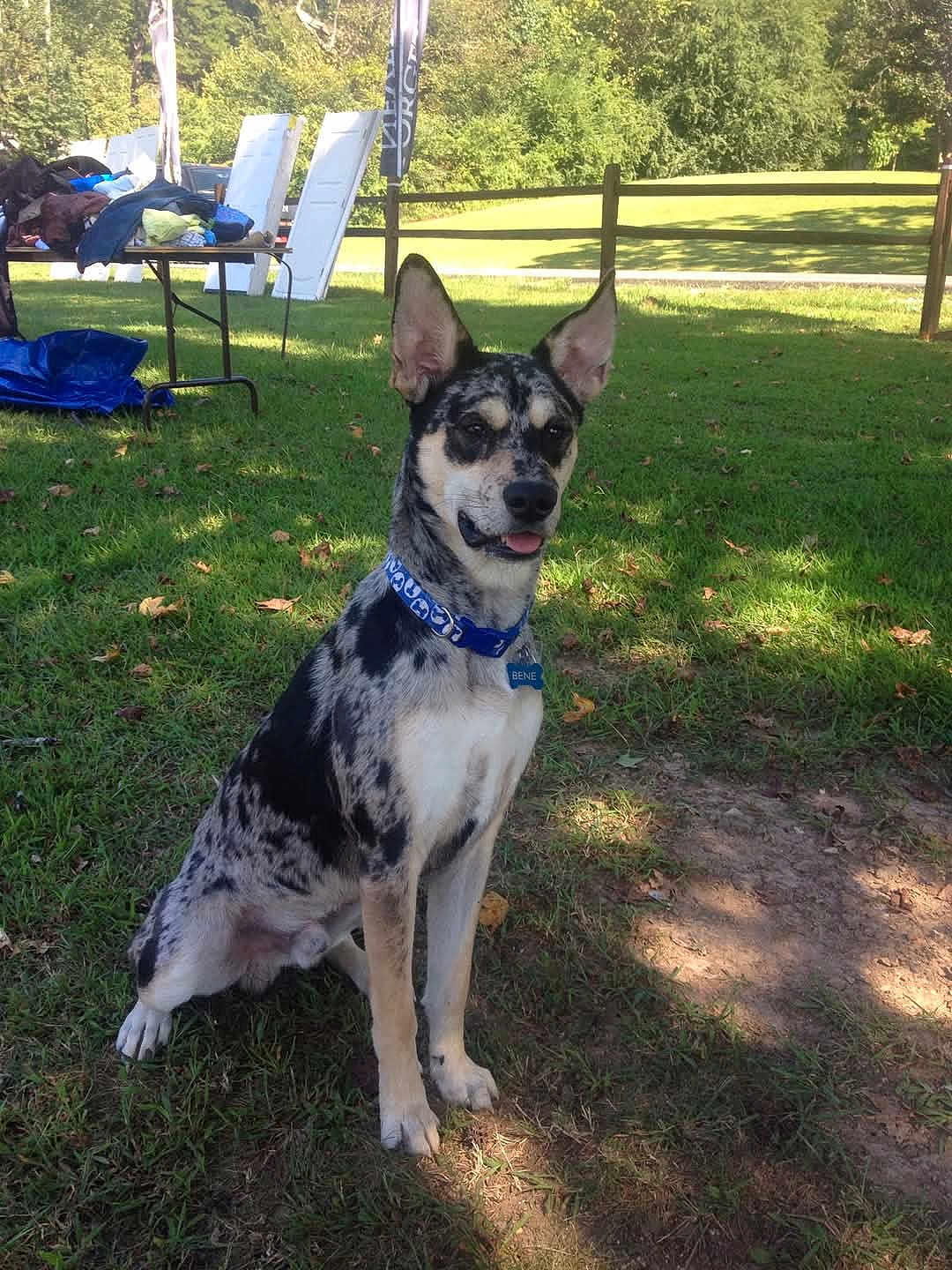 Bene is registered to the contest to win money with this photo: dog, outdoor, grass, sunlight, fence, table, door, pet, animal, collar, ears, tongue, sitting, shadow, nature, daylight, blue_collar, mixed_breed, playful, backyard