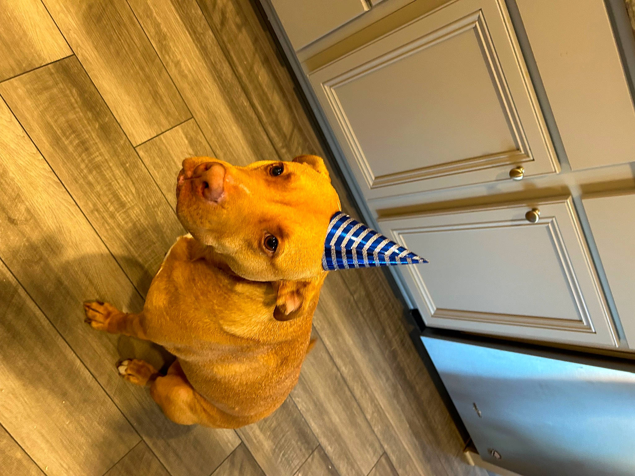 Mace is registered to the contest to win money with this photo: art, canidae, carnivore, companion_dog, dog, dog_breed, electric_blue, fawn, felidae, flooring, fur, hardwood, personal_protective_equipment, snout, sporting_group, toy, visual_arts, whiskers, window, wood