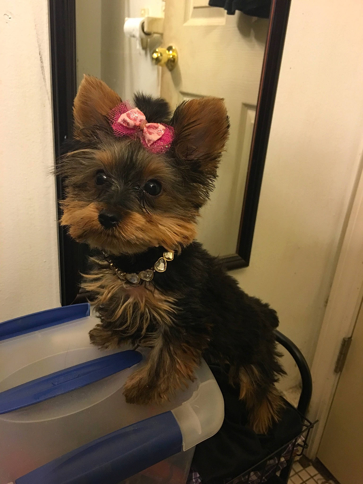 Ruby joined the competition — help win amazing prizes! australian_silky_terrier, biewer_terrier, cairn_terrier, canidae, carnivore, companion_dog, dog, dog_breed, ear, maltepoo, mammal, morkie, puppy, skin, small_terrier, snout, terrier, toy_dog, yorkipoo, yorkshire_terrier
