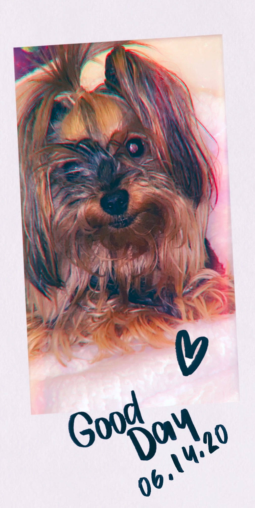 Ruby is registered to the contest to win money with this photo: australian_silky_terrier, canidae, carnivore, companion_dog, dog, dog_breed, illustration, morkie, puppy, rare_breed_dog, shih_tzu, small_terrier, snout, terrier, toy_dog, yorkshire_terrier