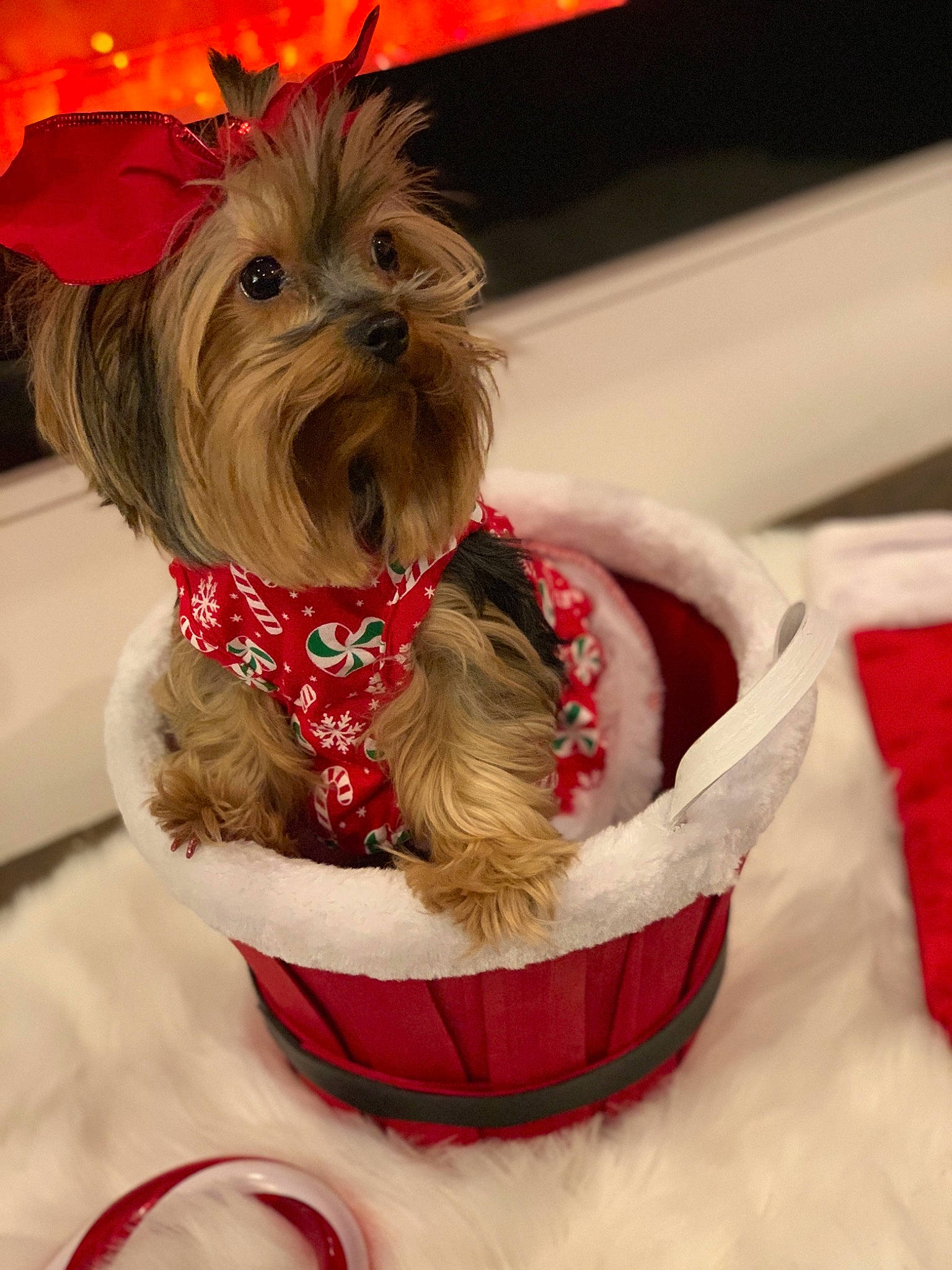 Ruby is registered to the contest to win money with this photo: australian_terrier, cairn_terrier, canidae, carnivore, chinese_imperial_dog, companion_dog, dog, dog_breed, dog_clothes, glen_of_imaal_terrier, lhasa_apso, mammal, morkie, puppy, rare_breed_dog, shih_tzu, small_terrier, terrier, toy_dog, yorkshire_terrier